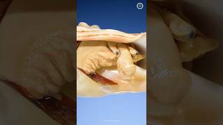 Inside A Conch Shell science sciencefacts [upl. by Leah]