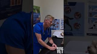 New ep Dog loses ear in worst attack vet has ever seen 🥺💔  Rescue Vet with Dr Scott Miller [upl. by Mazur]