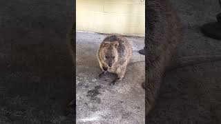 Having fun at Rotto 🤿 rottnestisland rottnest quokka westernaustralia beachlife [upl. by Fisoi]