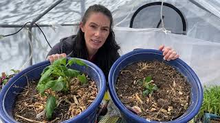 Potting Dahlia Crocosmia and Acidanthera [upl. by Nerad]