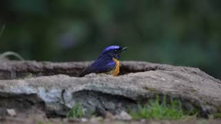 Rufous bellied niltava at quot Nature Sparsh Homestay quot Jantwalgaun Sattal  Birding guide at Sattal [upl. by Aiyt]