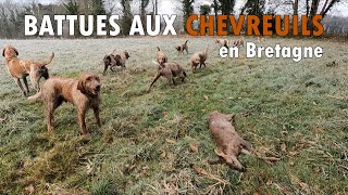 BATTUES aux CHEVREUILS  Chasse en Bretagne 2024 [upl. by Geaghan]