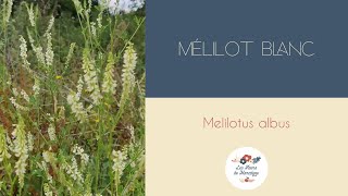 Mélilot [upl. by Vaios]