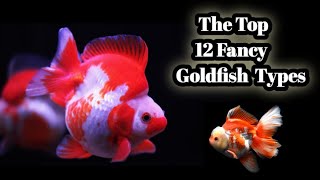 The Top 12 Fancy Goldfish Types [upl. by Werra]