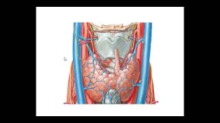 ANATOMIA  HEMIFACE LARINGE E TIREOIDE [upl. by Seka]