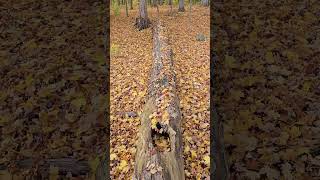 Logs Natures Balance Beam adventure balance nature naturelovers [upl. by Aryamoy558]