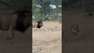 Liebesleben unter Löwen Aufnahme entstand am 14082023 Kruger Nationalpark [upl. by Medea]