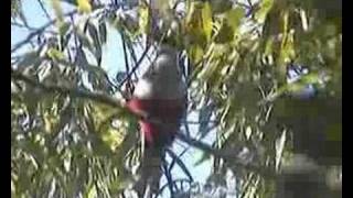 Tocororo cantandoCuban Trogon singing [upl. by Surat]