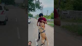 quotReally Unhappy Golden Retriever INSISTS on Road Trip Adventurequot greenscreen subscribe shorts [upl. by Bosch]