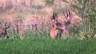 Big Muley buck Payson UT [upl. by Leynwad]