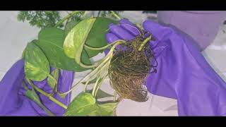 propagate pothos in water تجذير اللبلاب او البوتوس بالماء [upl. by Qahsi]