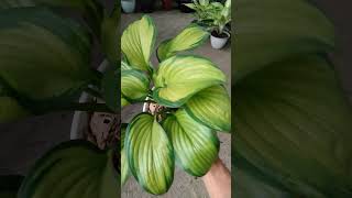 selling all kinds of ornamental plants [upl. by Schell356]