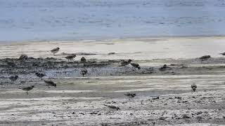 Corrieri grossi Charadrius hiaticulaGambecchi Calidris minutaVoltapierte [upl. by Wake]