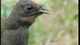 Attenborough the amazing Lyre Bird sings like a chainsaw Now in high quality  BBC Earth [upl. by Hctub]