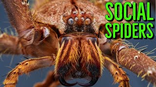 Social Spiders amp Communal Tarantulas w Dr Linda Rayor [upl. by Olympe648]