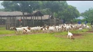 Goats at a farm in Zimbabwe [upl. by Leeke900]