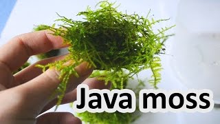 Trimming Java Moss [upl. by Cutlip]