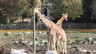 Netgiraffe amp Rothschildgiraffe  Reticulated Giraffe amp Rothschilds giraffe  Olmense ZOO [upl. by Attaymik63]