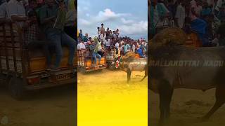 manjuvirattu jallikattu village tamil culture shorts video trending love [upl. by Kaazi]