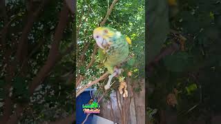 Loreto 🦜 y la enfermedad de Michelle parte 2 [upl. by Jehial811]