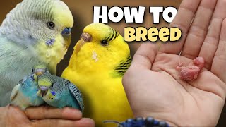 How to Breed Budgies 🐣 8 Tips for Successful Breeding [upl. by Kellyann268]