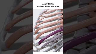 Anatomy amp Biomechanics of Ribs anatomy shorts ribs ribcage [upl. by Tekcirk944]