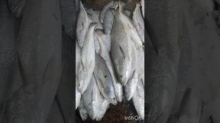 Mushka Fish 🐟shorts youtubeshorts fishing fishes [upl. by Walford]