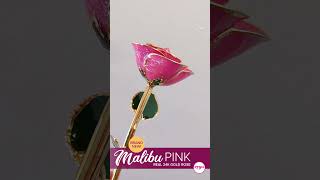 NEW Malibu Pink 24kt Gold Dipped Rose for Valentines Day Steven Singer Jewelers [upl. by Cindee]