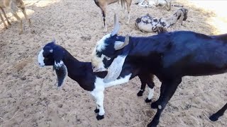 Goat Baby Sound Video  Cute Goat Sounds [upl. by Nodroj246]