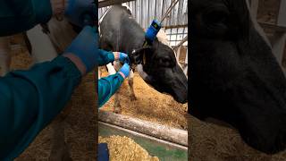 Adrenaline injection cows veterinary [upl. by Nivrag13]