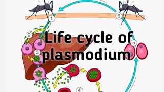 Life cycle of Malaria  life cycle of plasmodiummalaria  class 12 biology [upl. by Kahn]