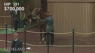 2017 Keeneland September Sale  Hip 391 Cairo Prince  Kittery Point colt brings 700000 [upl. by Ynehteb110]