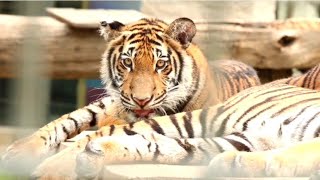 The Tiger new videos giraffe wildlife tiger wild animal  turtle neck kangaroo marsupial animals [upl. by Meehaf226]