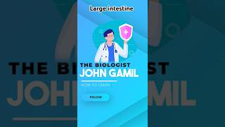 Large intestine integratedscience 1sec fypage fypp fypviral fypyoutube fypシ゚viral fypシ゚ [upl. by Eussoj22]