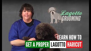 Lagotto Romagnolo Dog Grooming Intro Guide Video Sample [upl. by Atnoid488]