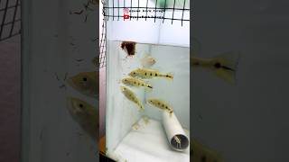 My Asian Arowana TankMates viralvideo aquarium trending telugu arowana peacockbass [upl. by Lisan]