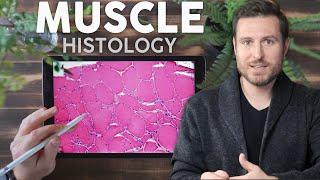 Muscle Histology Explained for Beginners  Corporis [upl. by Haek]