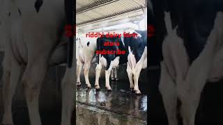 fogger system dairy farm [upl. by Ahsinek296]