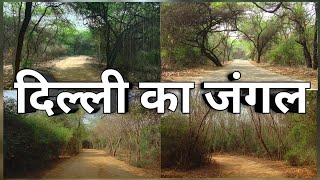 Exploring Jahanpanah City Forest  Hidden Forest in Delhi  All Details  Forest Vlog [upl. by Sifan]