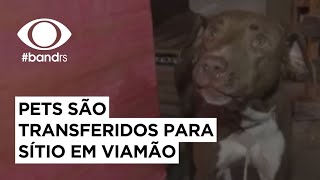 Pets resgatados são transferidos para sítio em Viamão  Band Cidade RS [upl. by Martino]