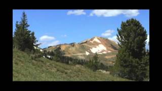 Greater Yellowstone Whitebark Pine [upl. by Caril]