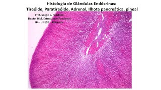 Histologia de Glândulas Endócrinas tireoide paratireoide adrenal ilhota pancreática e pineal [upl. by Labotsirhc]