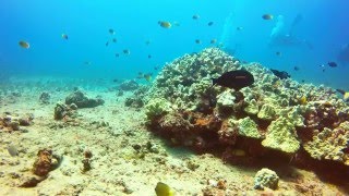 Scuba Diving the Molokini Crater Maui Hawaii [upl. by Karole]