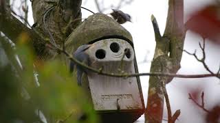 Nuthatch Nest Building [upl. by Savadove286]