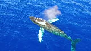 Maui Whale Season  Pride of Maui Whale Watching Cruise [upl. by Enahpad]