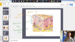 Papillary dermis [upl. by Tocs]