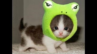 Funny Cat and Cute Kitten Videos  Cat Vines Compilation [upl. by Yraeht72]