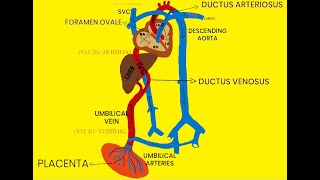 FETAL CIRCULATION [upl. by Gnuhc]