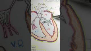 Capas del corazon endocardiomiocardiopericardio [upl. by Melany246]