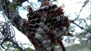 Avispa Colorada Polistes cavapyta y su avispero con larvas [upl. by Tra200]